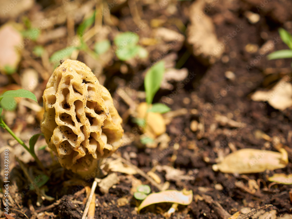 An American Morel, Morchella americana, in the ground near Lancaster, Pennsylvania, USA An American Morel, Morchella americana, in the ground near Lancaster, Pennsylvania, USA
