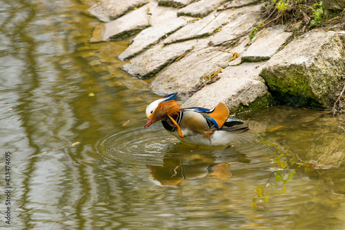 Eine Mandarinente im Steglitzer Stadtpark in Berlin. photo