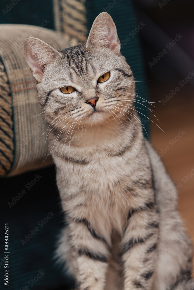 Black and white tabby cat with orange eyes. The cat is sitting on the floor near a sofa or chair. The animal is squinting at the camera.