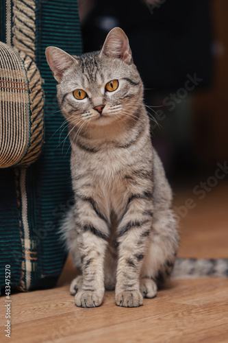 Black and white tabby cat with orange eyes. The cat is sitting on the floor near a sofa or chair. The animal looks down thoughtfully.