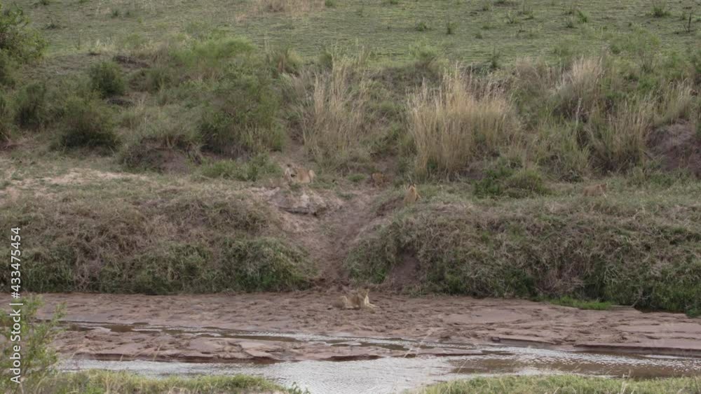 A group of lion cubs walking around an adult Lioness (Panthera Leo). The lion pride is resting in the Savanna field of a national park in Kenya with a dirty freshwater river by them. A group of lion cubs walking around an adult Lioness (Panthera Leo). The lion pride is resting in the Savanna field of a national park in Kenya with a dirty freshwater river by them.