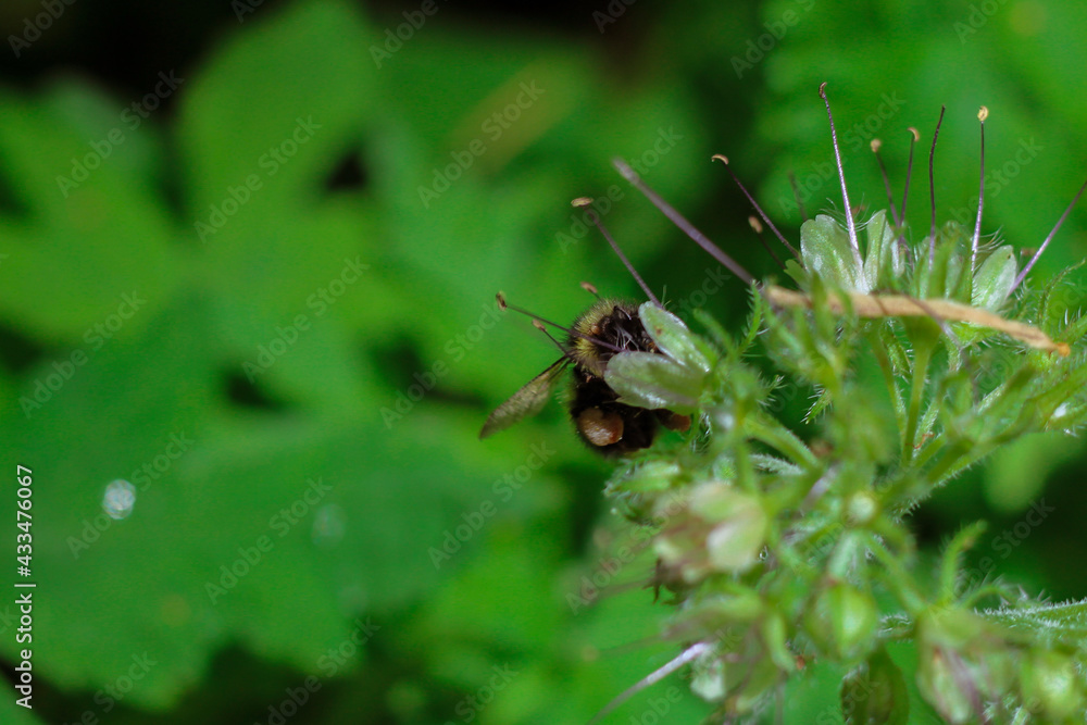 ant on a green leaf ant on a green leaf