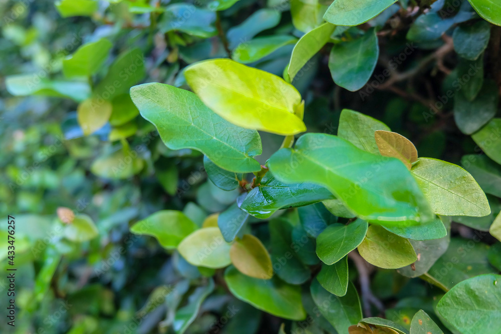 Background of green leaves as a wall house. Background of green leaves as a wall house.