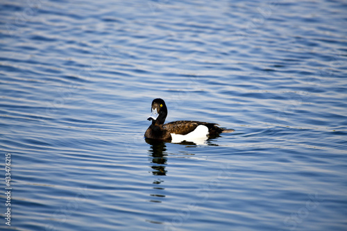 Tufted Duck (Aythya fuligula) is a small diving duck. The drake is black and white in color and has a crest on the head.