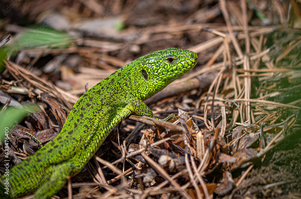 Green Lizard close-up Green Lizard close-up
