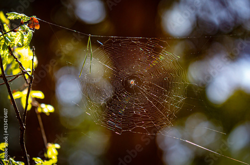 Spider web in the summer forest