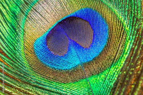 Beautiful peacock tail feather © Vasilii