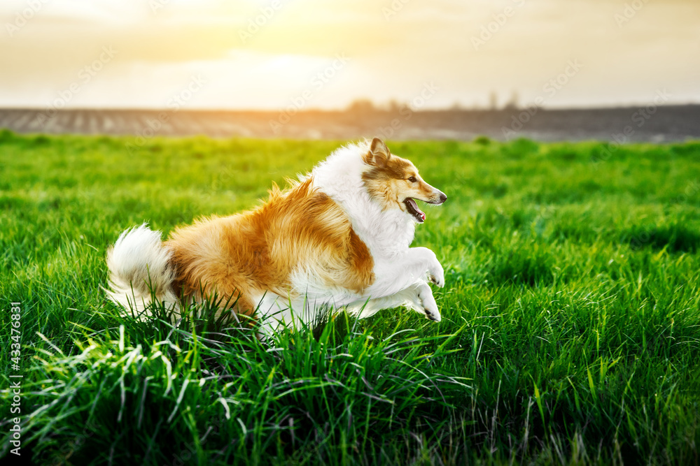 Shetland Sheepdog is running through the green meadow Shetland Sheepdog is running through the green meadow