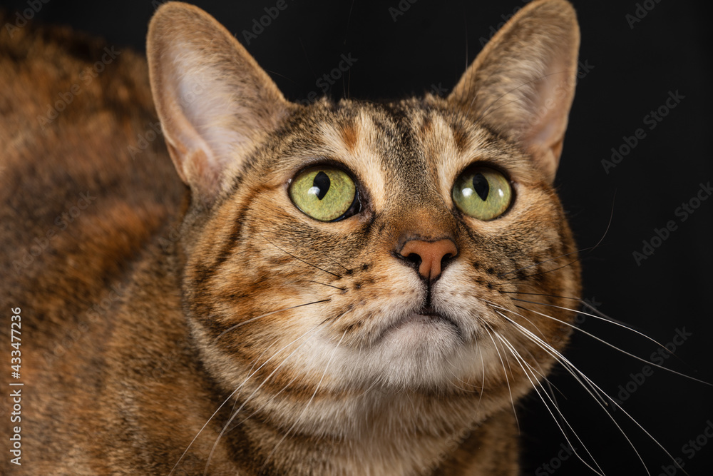 Close-up of the face of a tabby cat with green eyes, looking up, on black background, horizontal