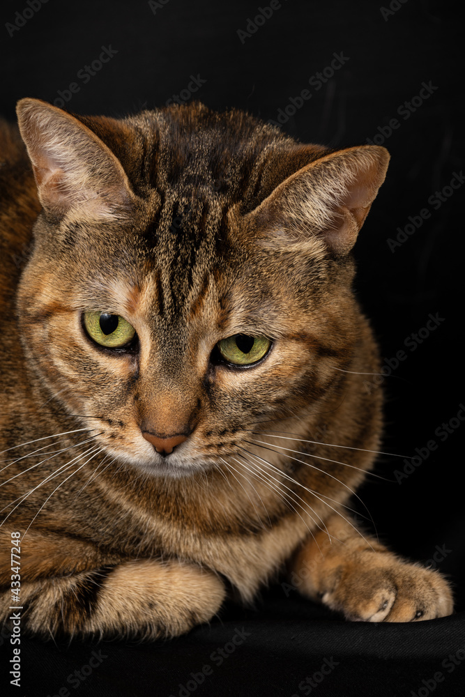 Close-up of a tabby cat with green eyes lying down, looking down, on black background, in portrait Close-up of a tabby cat with green eyes lying down, looking down, on black background, in portrait