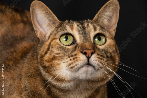 Close-up of the face of a tabby cat with green eyes, looking up, on black background, horizontal