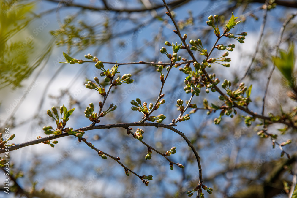 Springtime tree buds on the branch. Nature background.