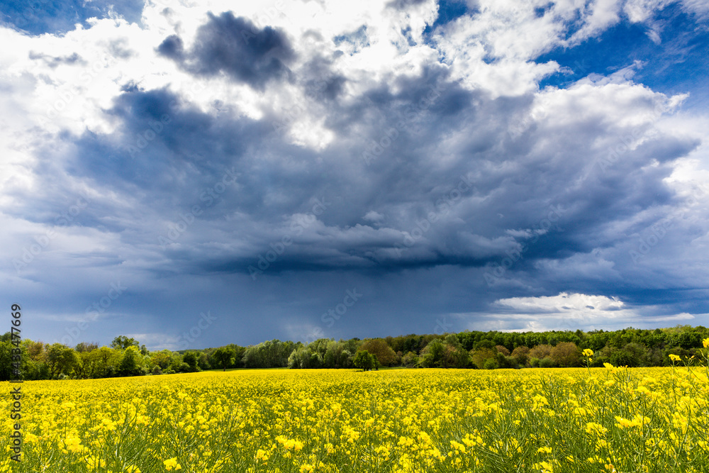 Blaue Gewitterwolken über dem Land mit gelbem Rapsfeld Blaue Gewitterwolken über dem Land mit gelbem Rapsfeld