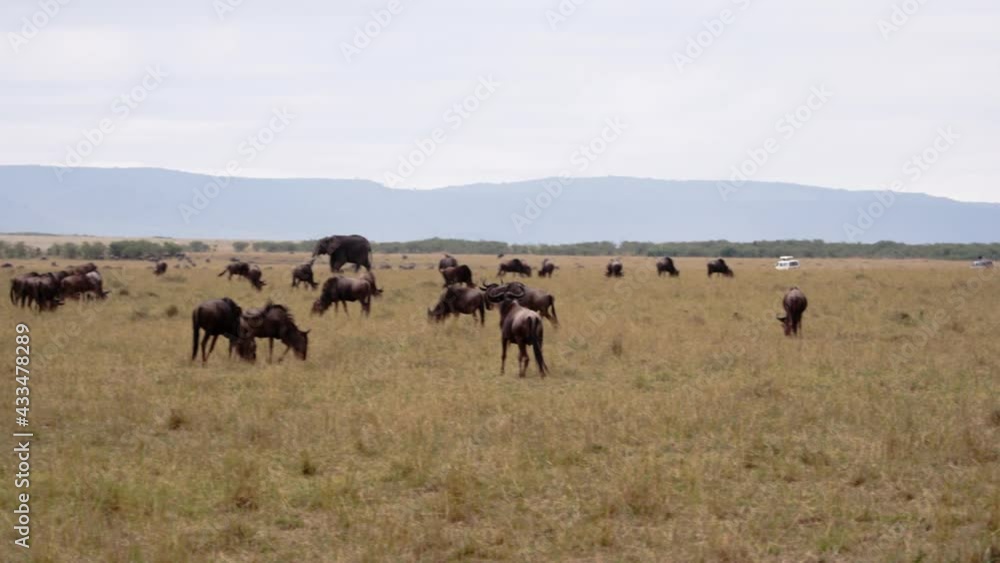 A field full of grazing African elephants (Loxodonta africana) and African buffalos (Syncerus caffer). The Kenyan national parks have gorgeous grass, with sun shining up over them. A field full of grazing African elephants (Loxodonta africana) and African buffalos (Syncerus caffer). The Kenyan national parks have gorgeous grass, with sun shining up over them.