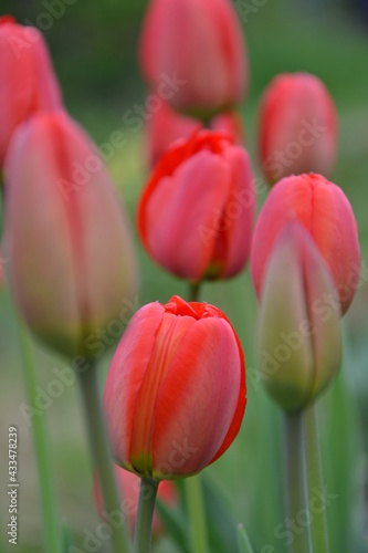 Spring tulips © Nadezda Starodubceva