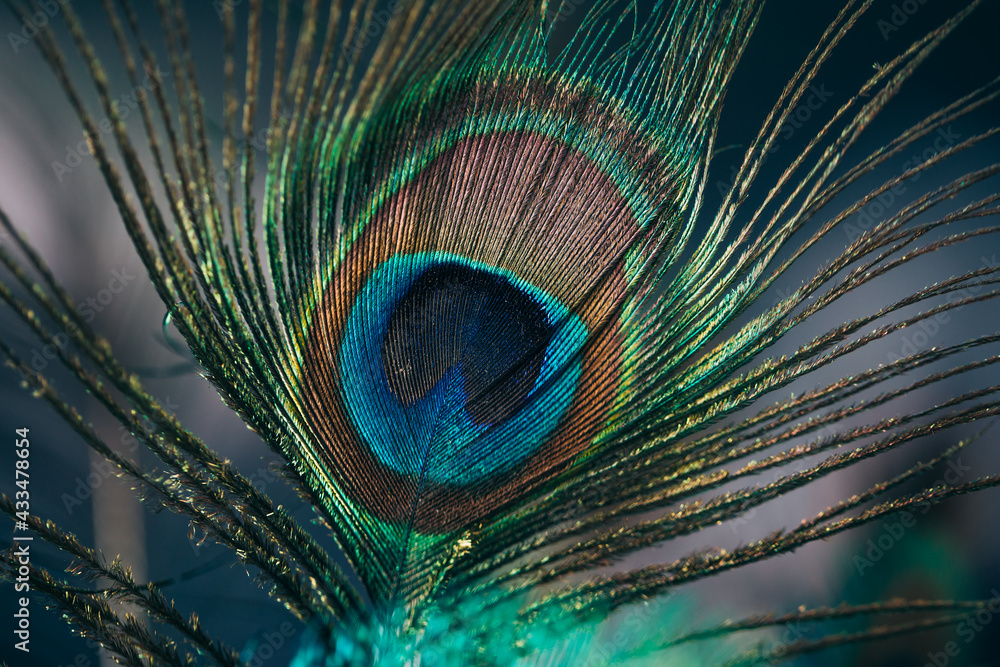 Obraz premium Closeup of beautiful and colorful peacock feathers. 