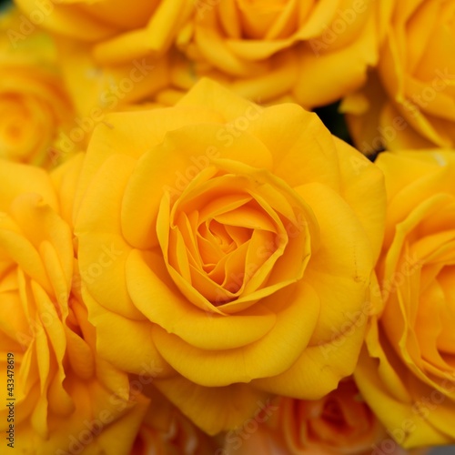 商用で使える黄色い薔薇の正方形写真