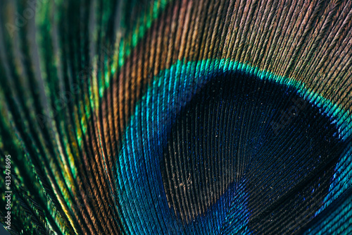 Closeup of beautiful and colorful peacock feathers.  © belyaaa