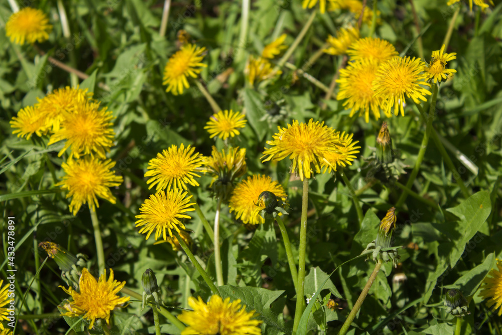 Summer background. Yellow dandelion flowers. Close-up. Summer background. Yellow dandelion flowers. Close-up.