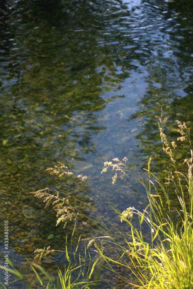 Wild plants growing by near a river, illuminated by warm sunlight. Selective focus.