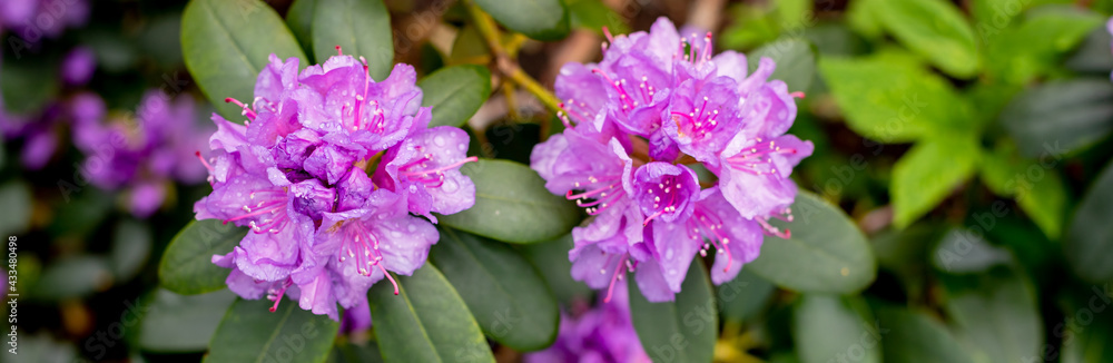 A large bush blooming Rhododendron in the botanical garden. Many pink flowers Rhododendron, beautiful background.Flowerbed with gently pink Azalea in spring park. A large bush blooming Rhododendron in the botanical garden. Many pink flowers Rhododendron, beautiful background.Flowerbed with gently pink Azalea in spring park.