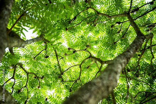 (Selective focus) Beautiful lush vegetation with some green fern leaves. A fern is a member of a group of vascular plants. Natural background with copy space.