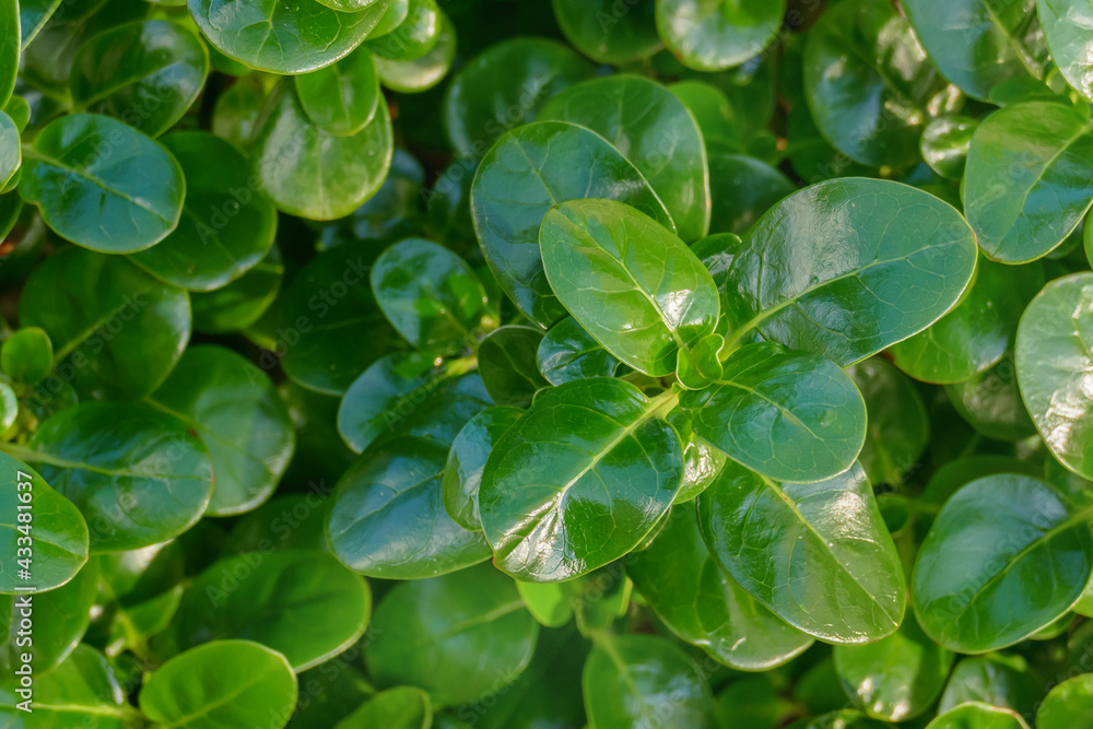 leaves of the plant mirror bush outdoors croposma repens leaves of the plant mirror bush outdoors croposma repens