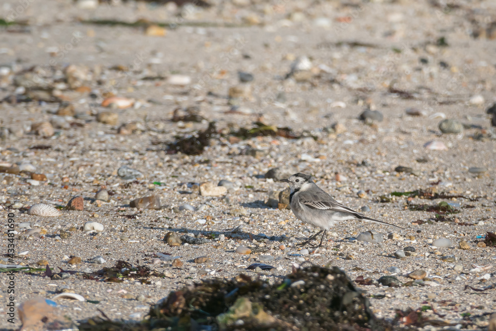 wagtail bird standing on the beach outdoor motacilla alba