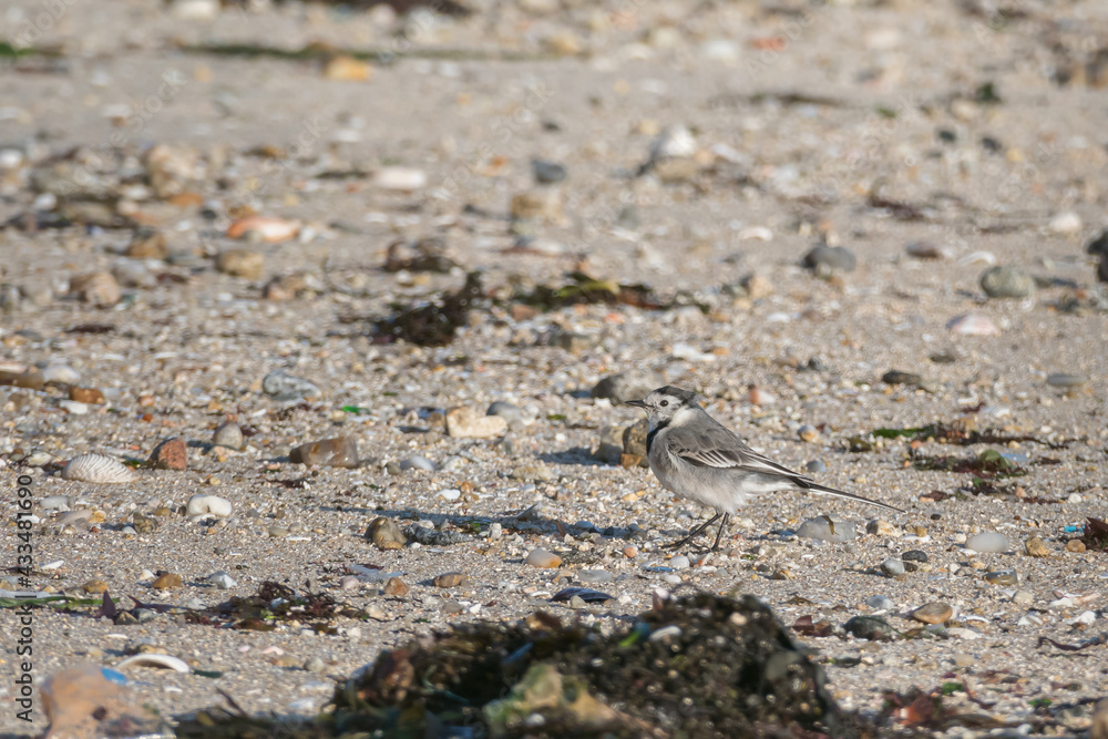 wagtail bird standing on the beach outdoor motacilla alba wagtail bird standing on the beach outdoor motacilla alba