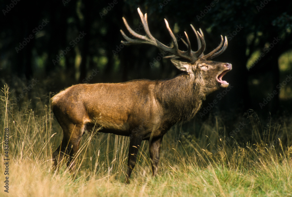 Cerf élaphe, brame, cervus elaphus Cerf élaphe, brame, cervus elaphus