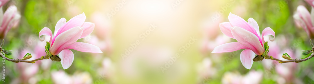 Magnolia flower with elegant pink petals blooming in spring green fairy tale garden on mysterious floral sunny bright background with sun light, beautiful nature park landscape banner, copy space