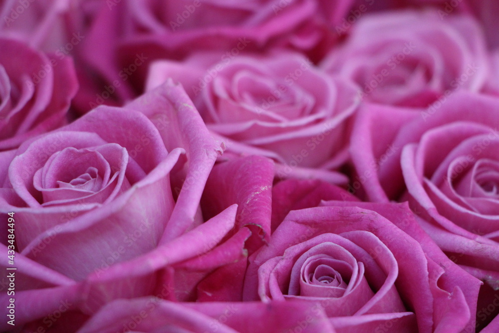 pink roses background pink roses background