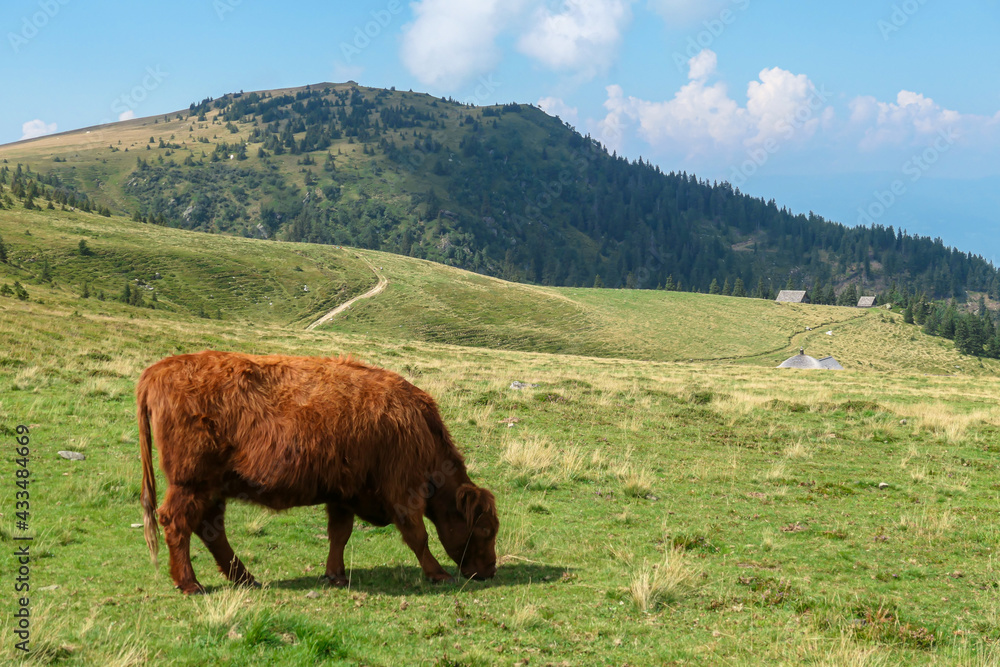 Fototapeta premium A brown cow grazing on the pasture in Austrian Alps. There are high Alpine peaks in the back, overgrown with trees. Natural habitat of domestic animals. White clouds on the sky. Serenity and calmness