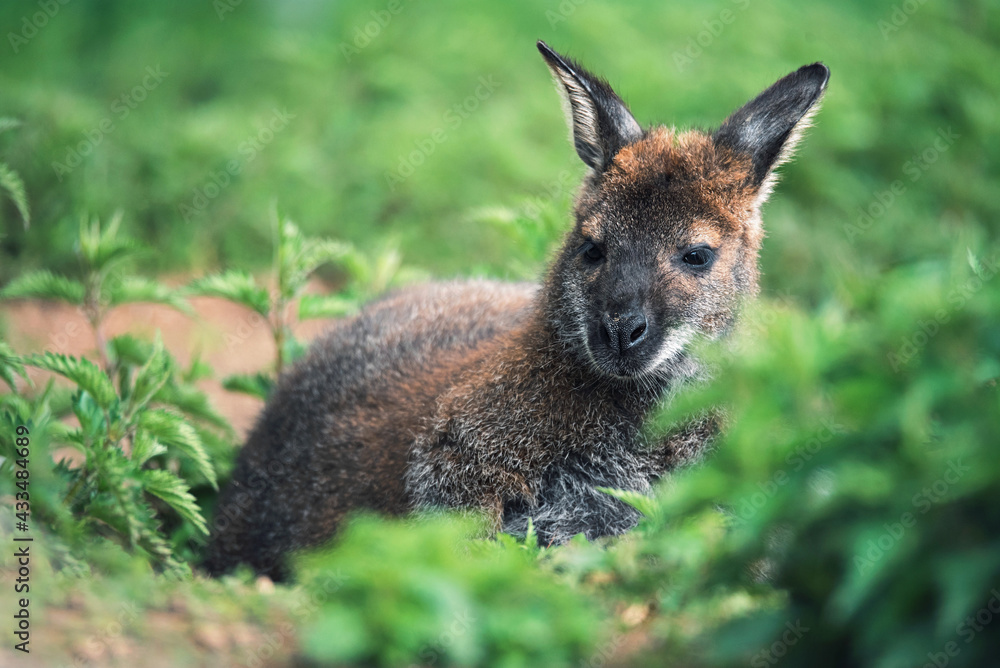 Kangarro in zoo