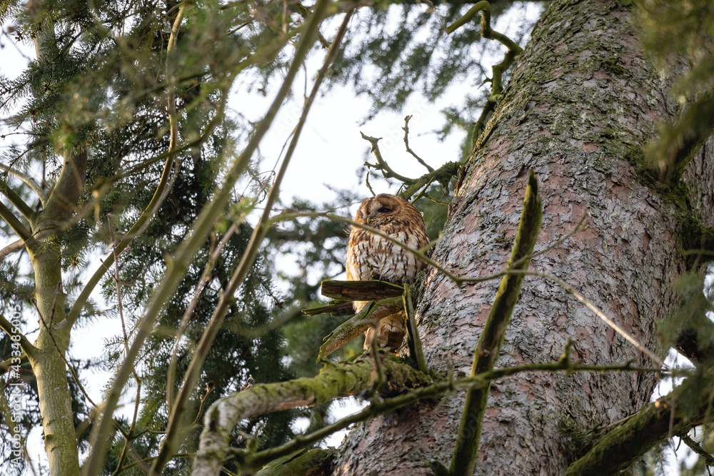 Strix aluco owl in its habitat in forest Strix aluco owl in its habitat in forest