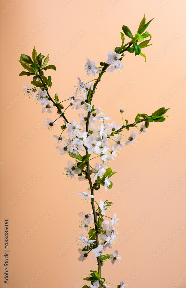 Minimal summer concept. Branch with white flowers on a pastel rose background. Minimal summer concept. Branch with white flowers on a pastel rose background.