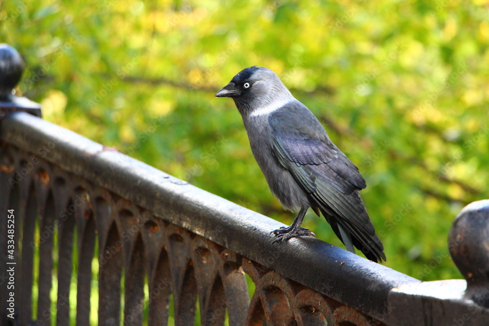 Fototapeta premium blackbird on a fence