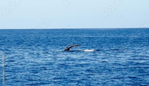 Wale Tail