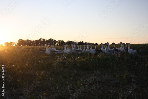 flock of sheep in sunset