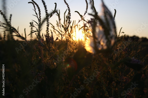 sunset in the grass