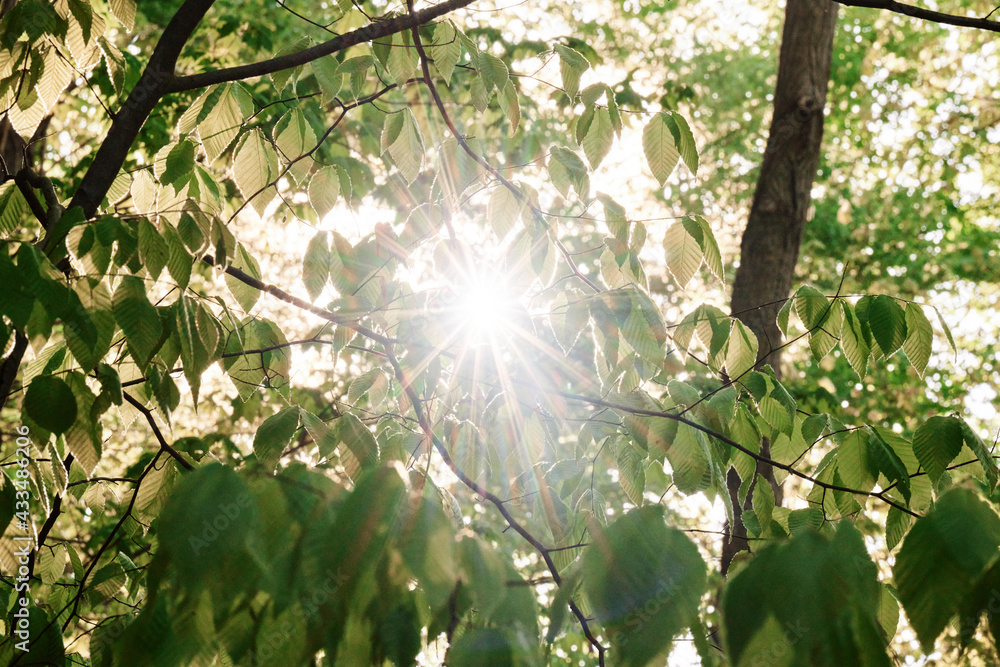 Obraz premium Close-up on fresh green leaves mid-May 2021 in Pennsylvania woods while hiking on a trail near Sewickley, a village in Pittsburgh’s suburbs on a spring morning.