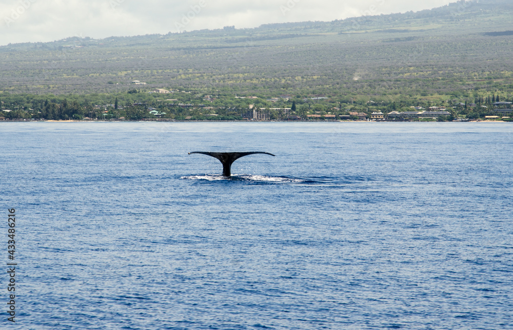 Fototapeta premium Whale Tale