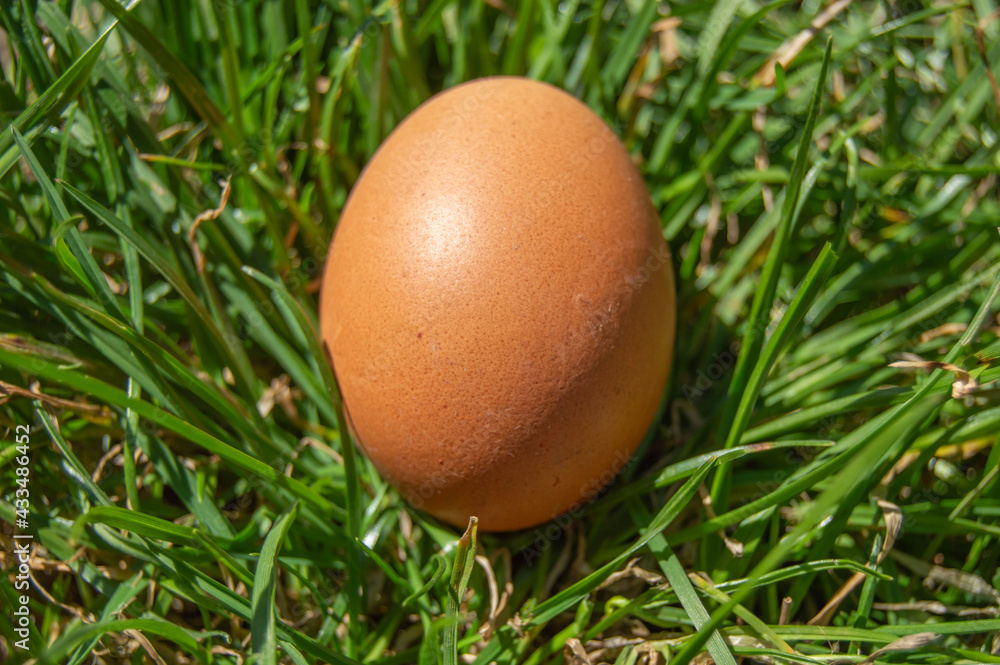 Close-up photo of a chicken egg among the green grass Close-up photo of a chicken egg among the green grass