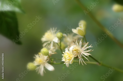 flowers of a dandelion