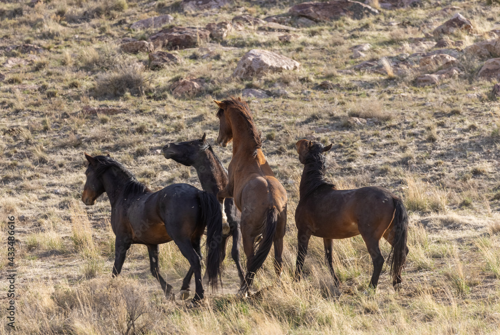 Wild horse Stallions Fighting in the Utah Desert
