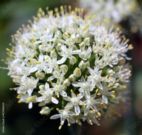 close up of white flowers