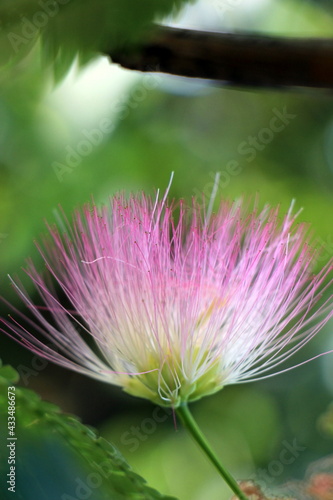 flower of a thistle