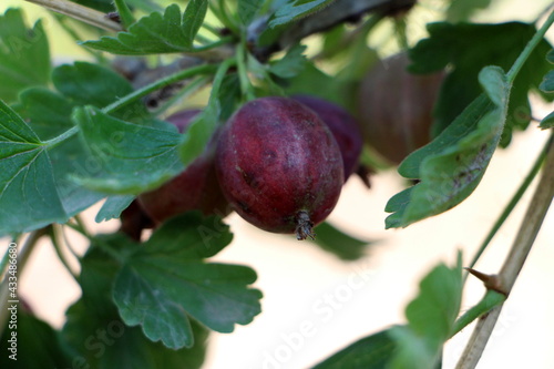 figs on the tree