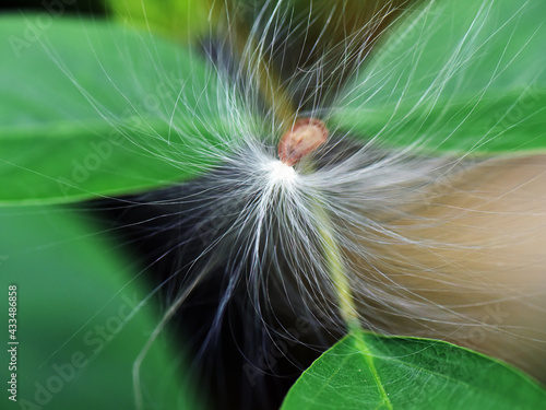 Anemophily - seed dispersal by wind. A seed of Calotropis sitting on a leaf with the help of its hairs. 