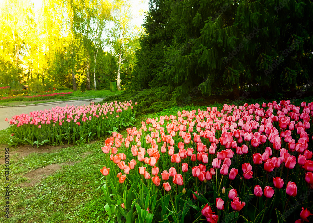  Tulips flowerbed in garden on green grass background, sunset. Springtime.